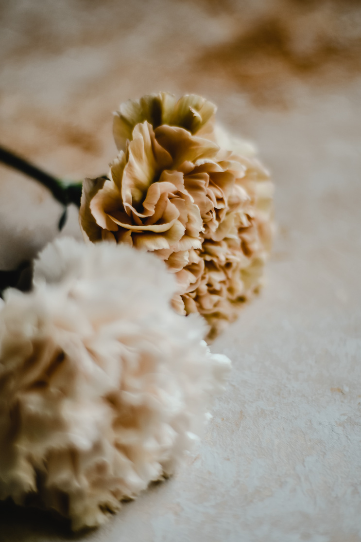White and Beige Carnation Flowers 